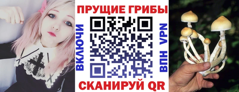 Псилоцибиновые грибы GOLDEN TEACHER  Купить закладки  Большой Камень 